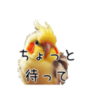 普段使いのオカメインコ 【使いやすさup】（個別スタンプ：7）