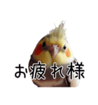 普段使いのオカメインコ 【使いやすさup】（個別スタンプ：8）