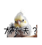 普段使いのオカメインコ 【使いやすさup】（個別スタンプ：9）