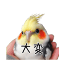 普段使いのオカメインコ 【使いやすさup】（個別スタンプ：10）