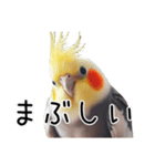 普段使いのオカメインコ 【使いやすさup】（個別スタンプ：14）