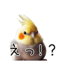 普段使いのオカメインコ 【使いやすさup】（個別スタンプ：16）