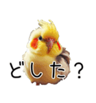 普段使いのオカメインコ 【使いやすさup】（個別スタンプ：18）