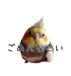 普段使いのオカメインコ 【使いやすさup】（個別スタンプ：21）