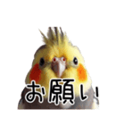 普段使いのオカメインコ 【使いやすさup】（個別スタンプ：22）