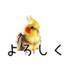 普段使いのオカメインコ 【使いやすさup】（個別スタンプ：23）