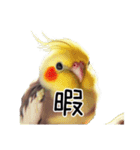 普段使いのオカメインコ 【使いやすさup】（個別スタンプ：24）