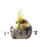 普段使いのオカメインコ 【使いやすさup】（個別スタンプ：25）