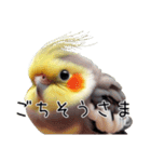 普段使いのオカメインコ 【使いやすさup】（個別スタンプ：26）