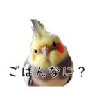 普段使いのオカメインコ 【使いやすさup】（個別スタンプ：27）