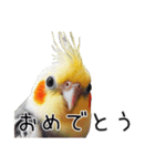 普段使いのオカメインコ 【使いやすさup】（個別スタンプ：28）