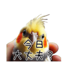 普段使いのオカメインコ 【使いやすさup】（個別スタンプ：30）