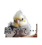 普段使いのオカメインコ 【使いやすさup】（個別スタンプ：33）