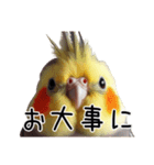 普段使いのオカメインコ 【使いやすさup】（個別スタンプ：34）