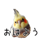 普段使いのオカメインコ 【使いやすさup】（個別スタンプ：39）