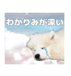 推し活をするサモエド犬つばき（個別スタンプ：2）