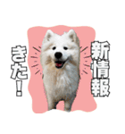 推し活をするサモエド犬つばき（個別スタンプ：5）