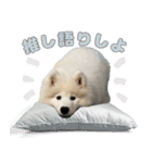 推し活をするサモエド犬つばき（個別スタンプ：15）