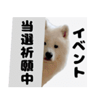 推し活をするサモエド犬つばき（個別スタンプ：18）