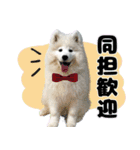 推し活をするサモエド犬つばき（個別スタンプ：20）