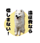 推し活をするサモエド犬つばき（個別スタンプ：22）