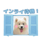 推し活をするサモエド犬つばき（個別スタンプ：23）