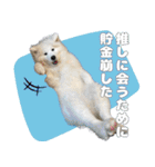 推し活をするサモエド犬つばき（個別スタンプ：26）