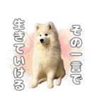 推し活をするサモエド犬つばき（個別スタンプ：32）