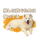 推し活をするサモエド犬つばき（個別スタンプ：33）