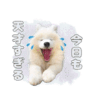 推し活をするサモエド犬つばき（個別スタンプ：34）