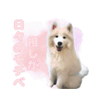 推し活をするサモエド犬つばき（個別スタンプ：35）