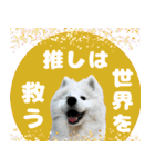 推し活をするサモエド犬つばき（個別スタンプ：36）