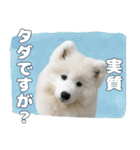 推し活をするサモエド犬つばき（個別スタンプ：38）