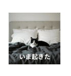 ねるにゃんこ（個別スタンプ：4）