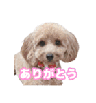 うちのイッヌをあつめました（個別スタンプ：1）