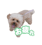 うちのイッヌをあつめました（個別スタンプ：2）