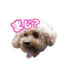 うちのイッヌをあつめました（個別スタンプ：4）