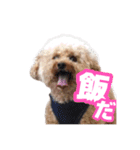 うちのイッヌをあつめました（個別スタンプ：5）