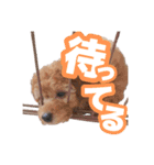 うちのイッヌをあつめました（個別スタンプ：6）