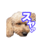 うちのイッヌをあつめました（個別スタンプ：7）