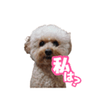 うちのイッヌをあつめました（個別スタンプ：11）
