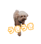 うちのイッヌをあつめました（個別スタンプ：12）