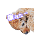 うちのイッヌをあつめました（個別スタンプ：13）