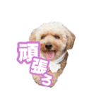 うちのイッヌをあつめました（個別スタンプ：14）