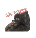 うちのイッヌをあつめました（個別スタンプ：16）