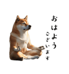 柴犬太のマインドフルネス（個別スタンプ：1）