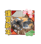 お正月読み聞かせさんと猫スタンプ5（個別スタンプ：4）