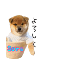 SORAのいる生活（個別スタンプ：1）