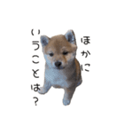 SORAのいる生活（個別スタンプ：2）