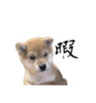 SORAのいる生活（個別スタンプ：5）